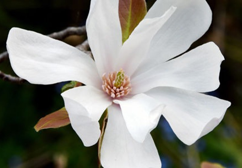 Ongoing - Online Saturday and Sunday morning yoga classes with Swami Atmamuktananda at Rocklyn Ashram. A consistent practice of yoga enhances the quality and beauty of life